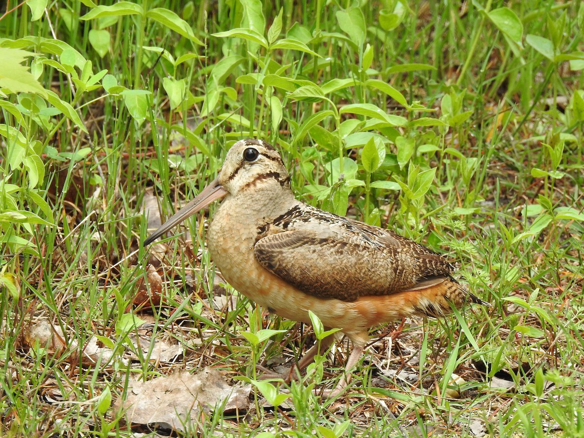 American Woodcock - ML453864621