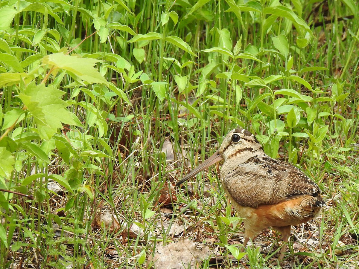 American Woodcock - ML453864991