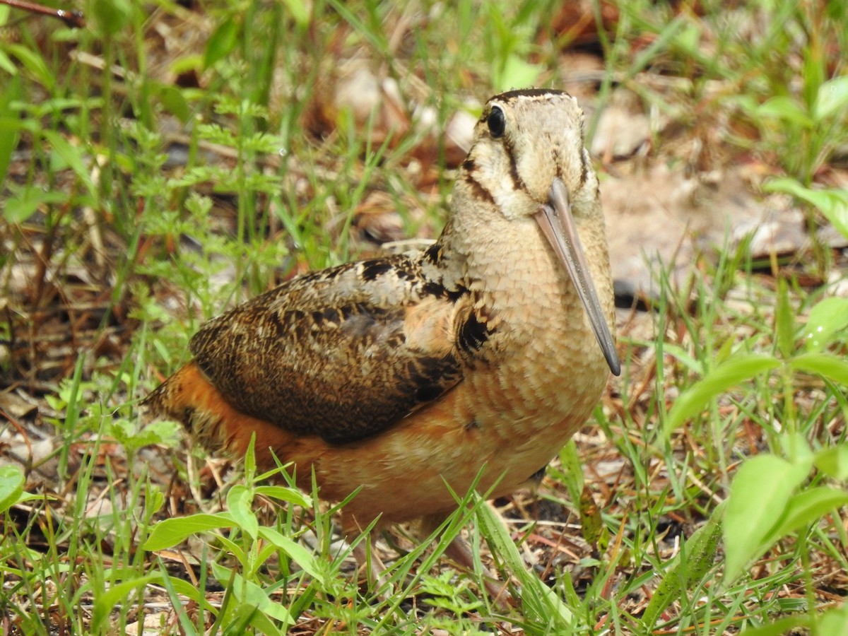 American Woodcock - ML453865341