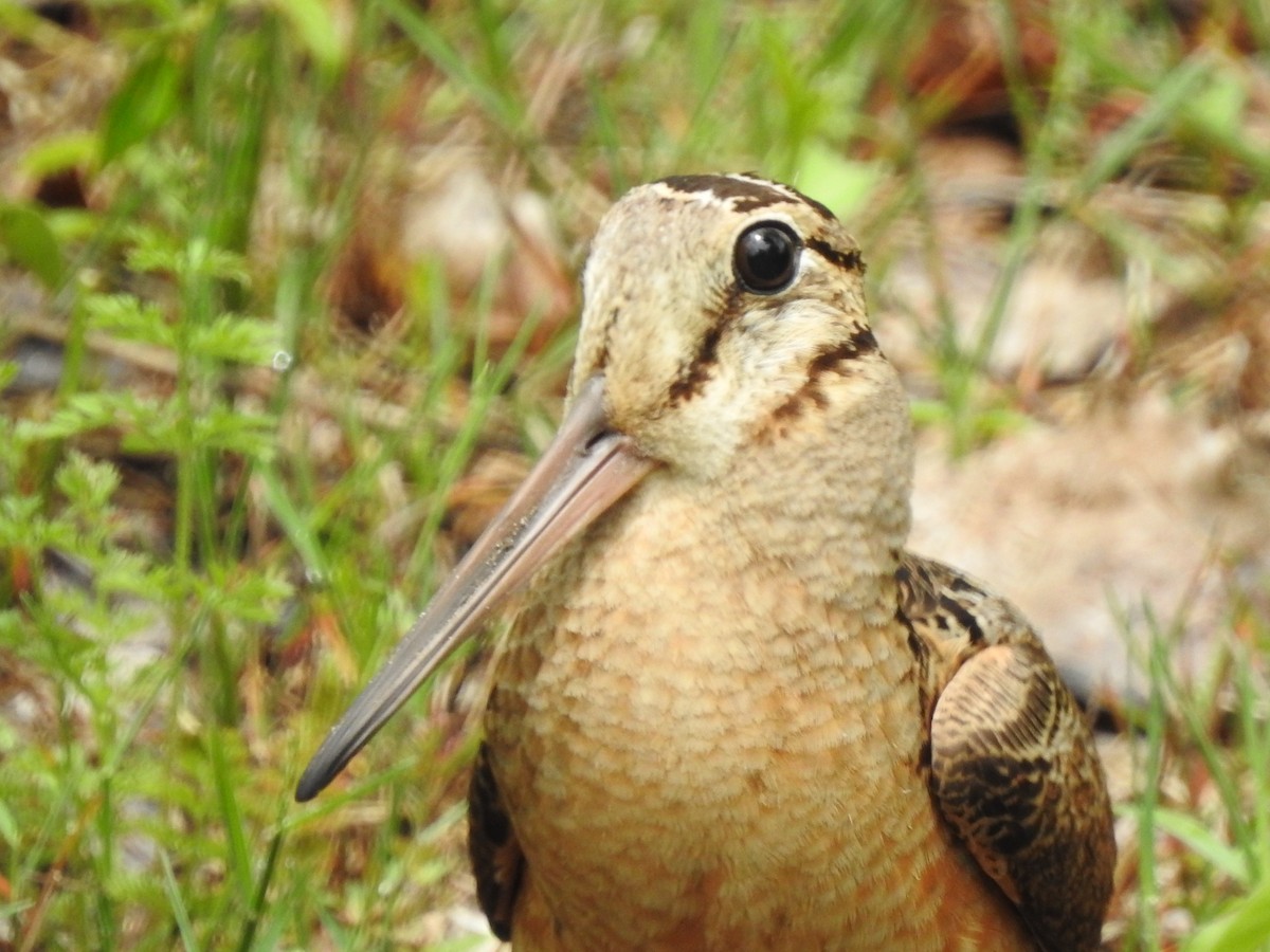 American Woodcock - ML453865651