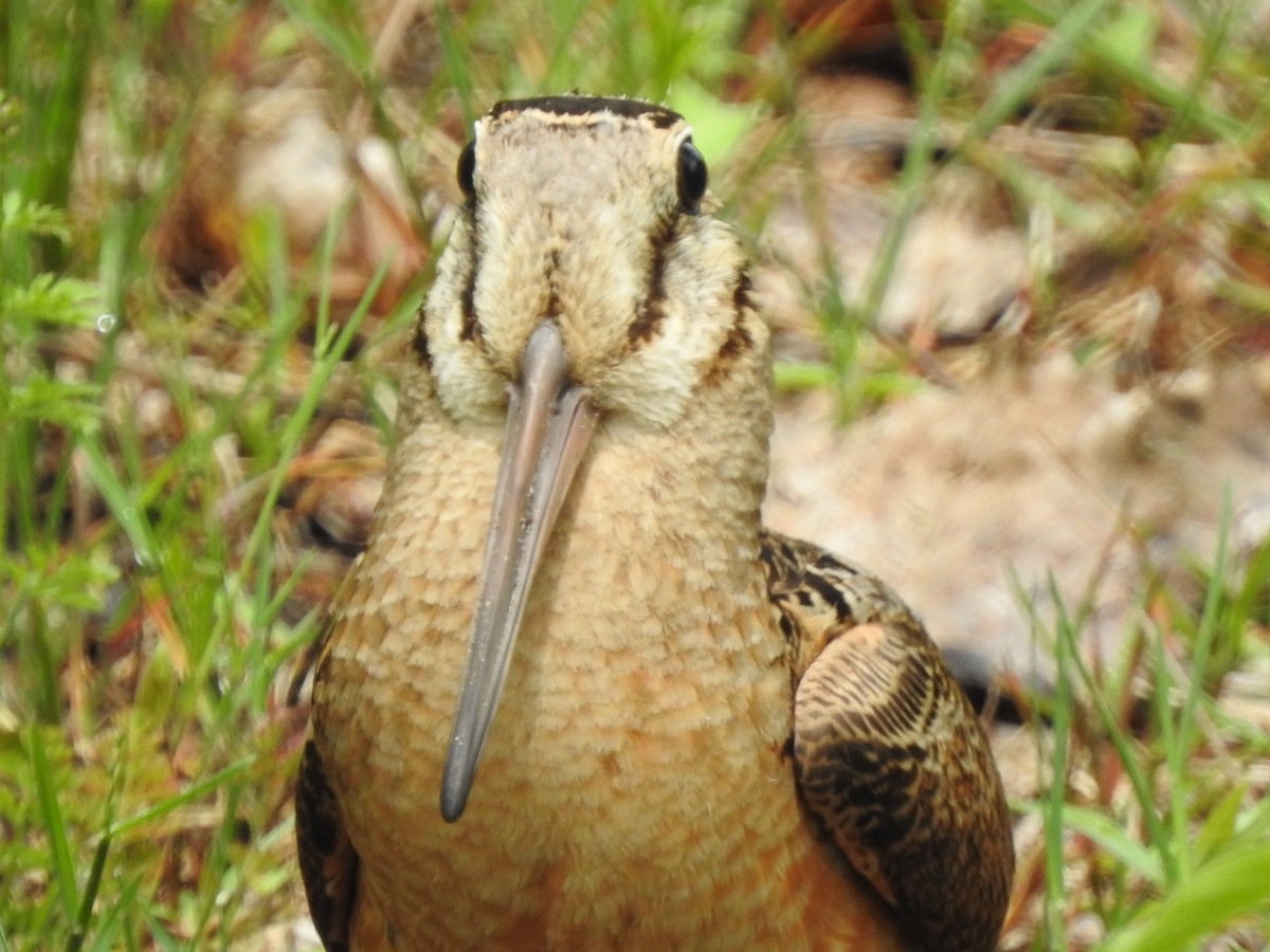 American Woodcock - ML453865871