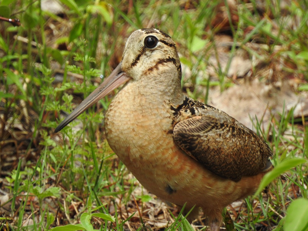 American Woodcock - ML453865941