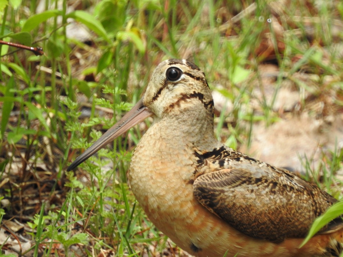 American Woodcock - ML453866241