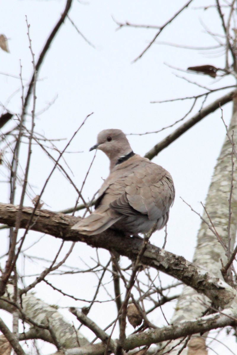 Eurasian Collared-Dove - ML453867351