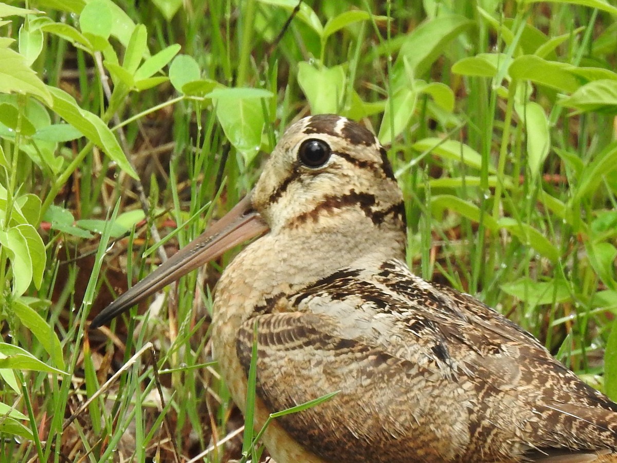 American Woodcock - ML453867681