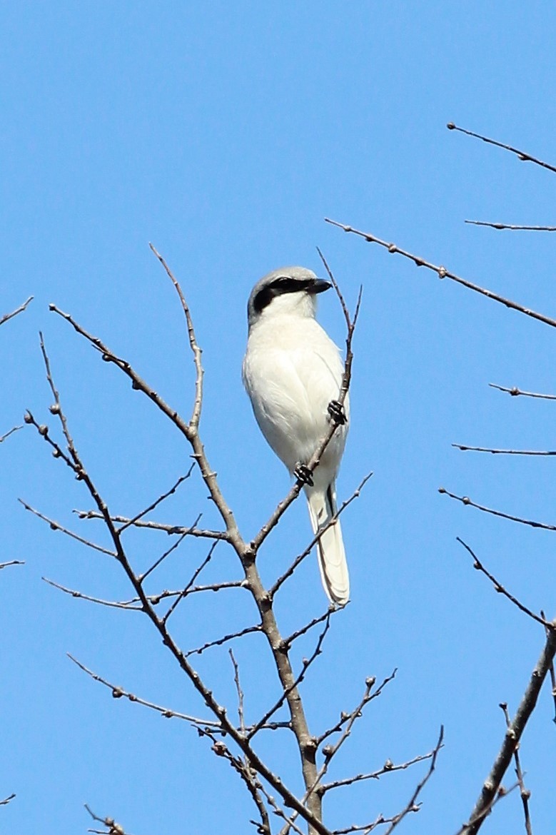 Loggerhead Shrike - ML453868941