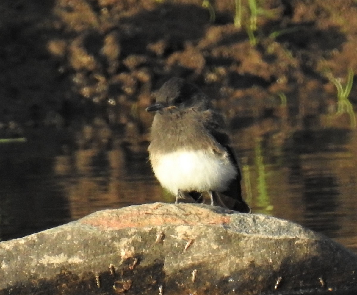 Black Phoebe - ML453872091