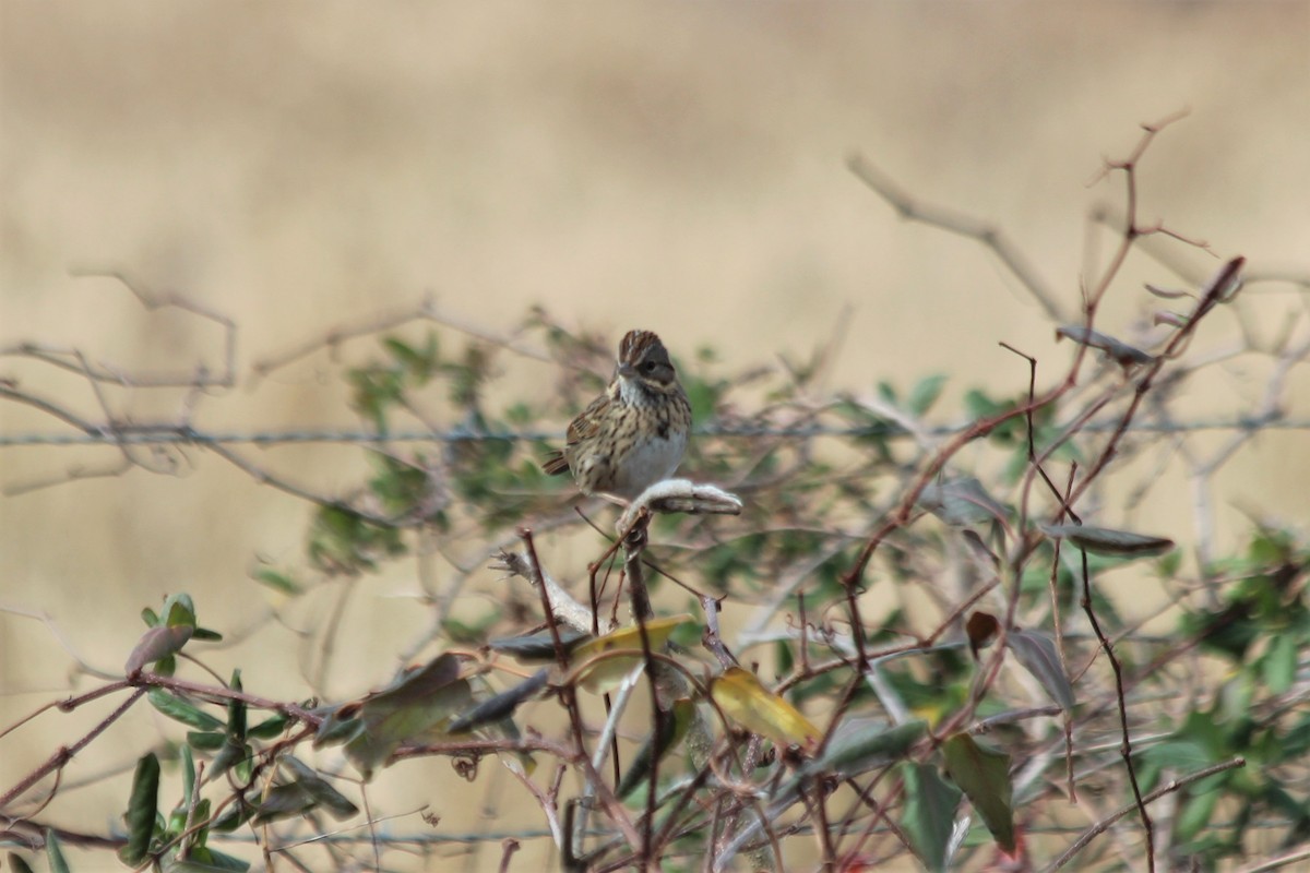 Lincoln's Sparrow - ML453872211
