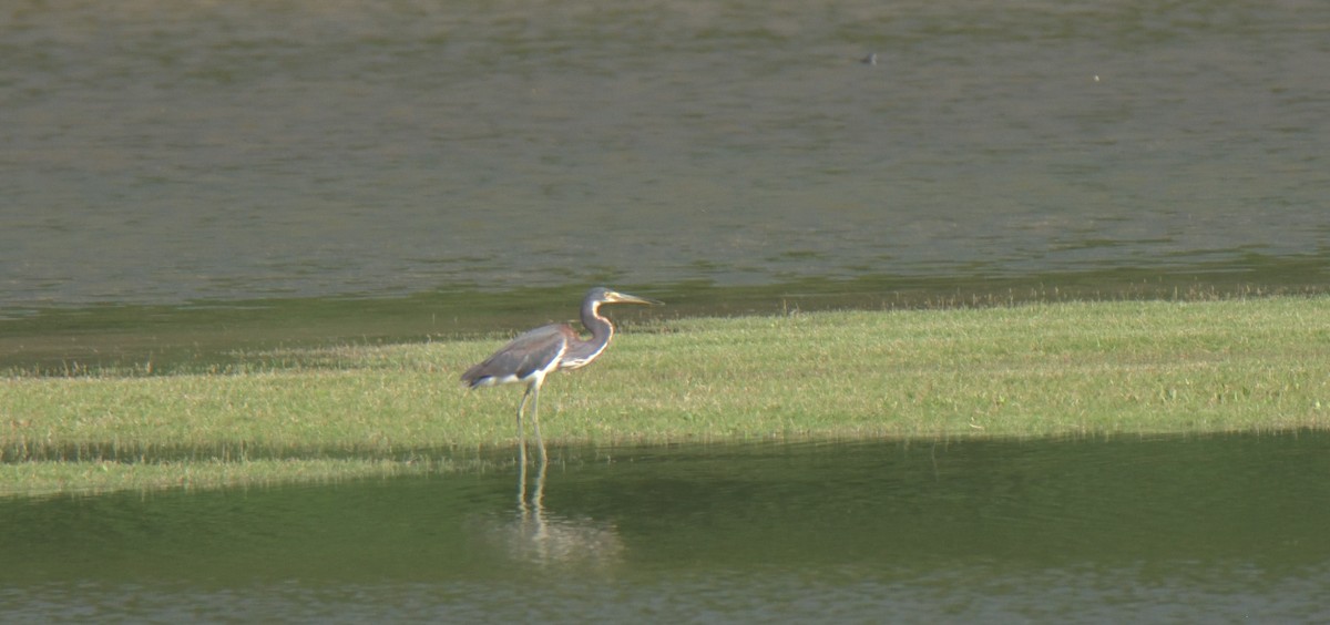 Tricolored Heron - ML453872881