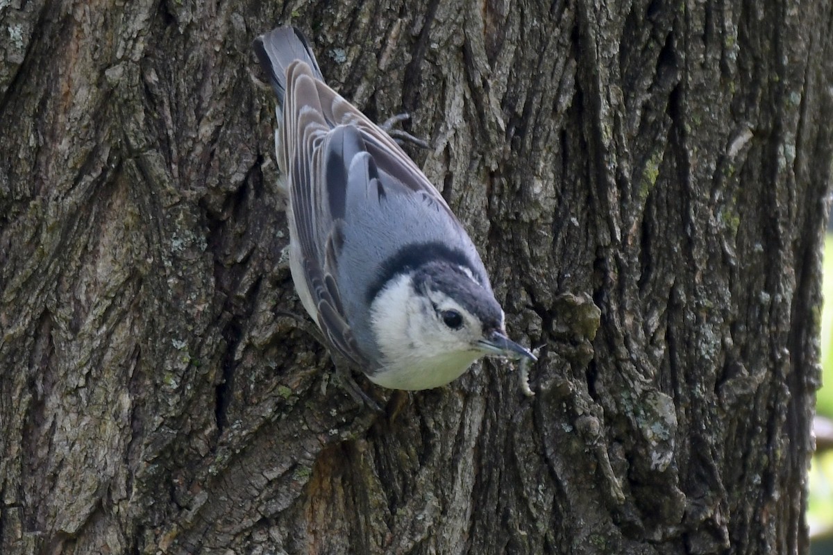 White-breasted Nuthatch - ML453873371