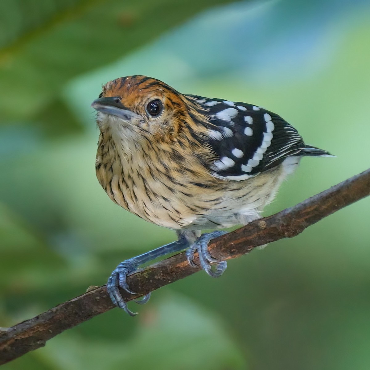 Amazonian Streaked-Antwren - Mike Melton