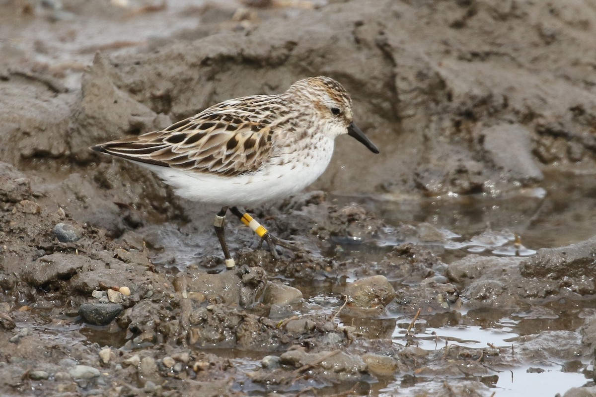 Semipalmated Sandpiper - ML453874541