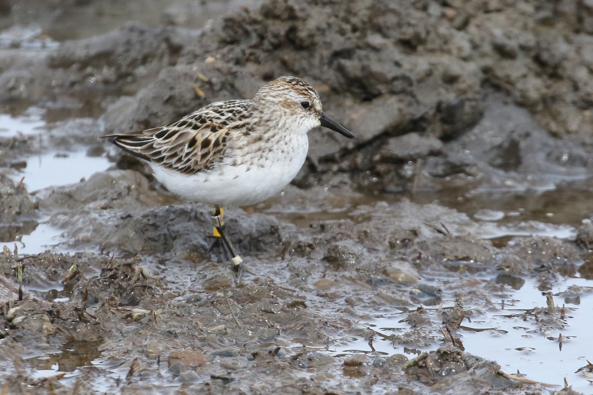 Semipalmated Sandpiper - ML453874591