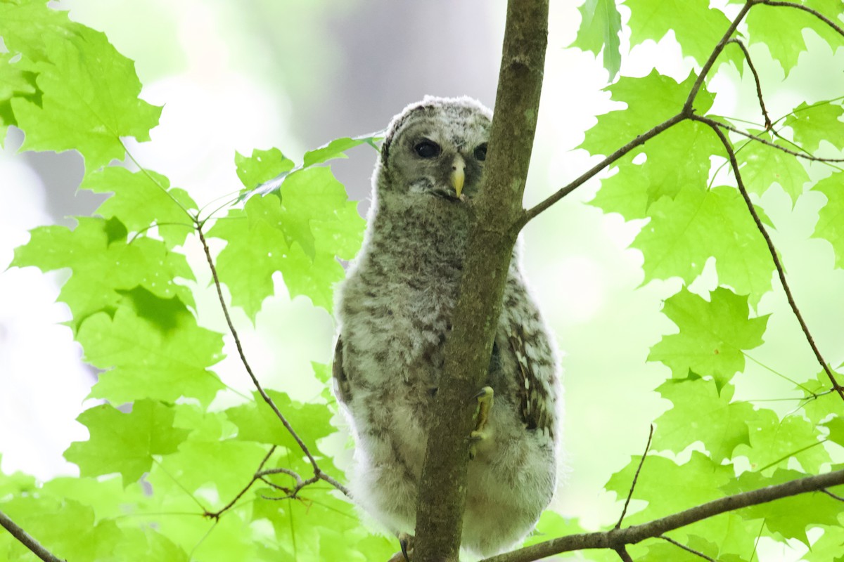 Barred Owl - ML453875211