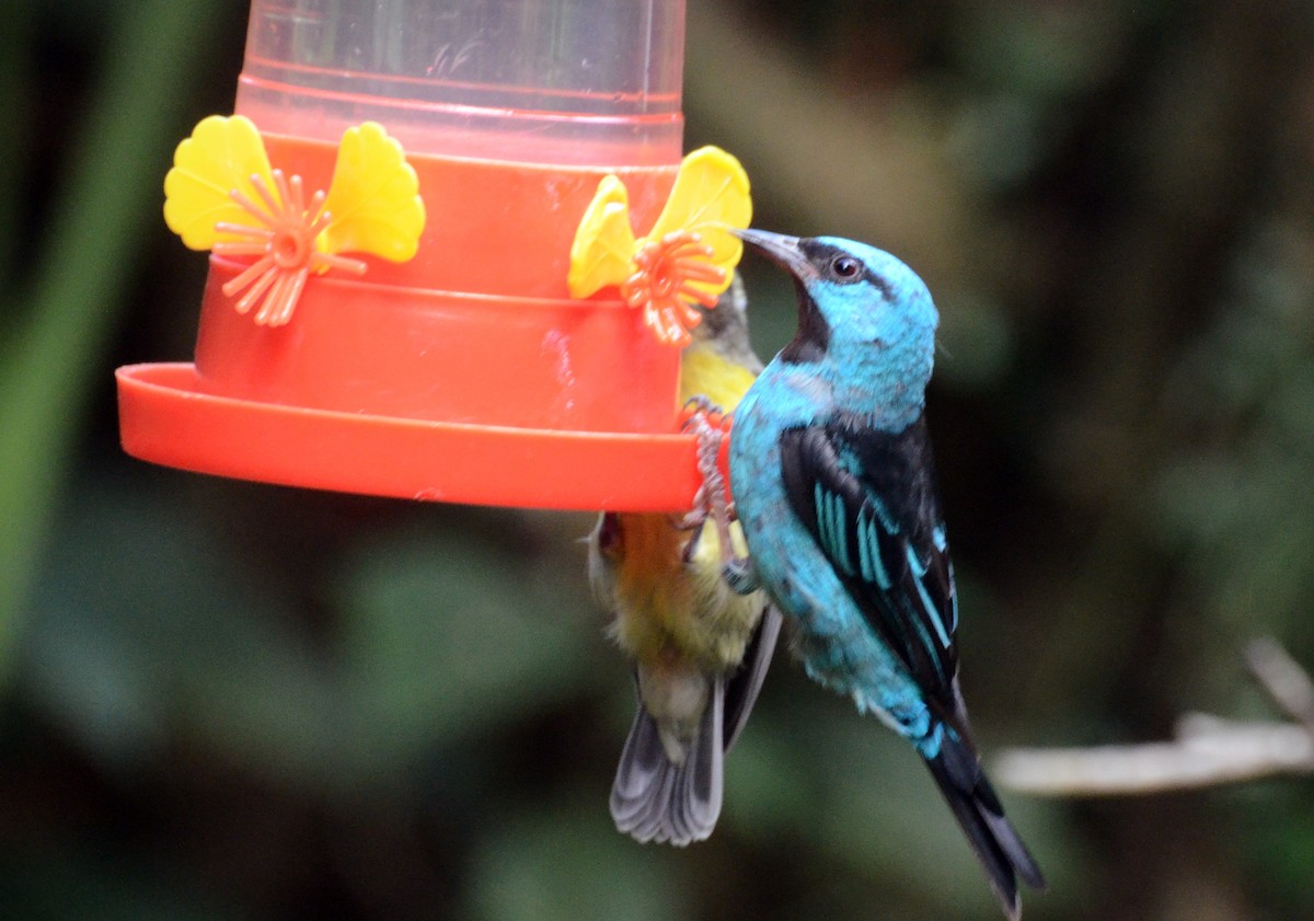 Blue Dacnis - David M. Bell