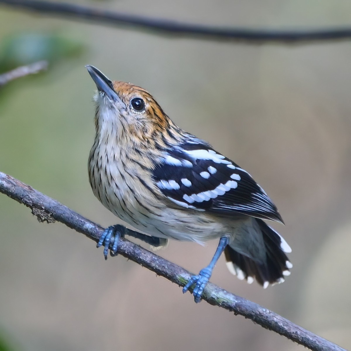 Amazonian Streaked-Antwren - Mike Melton