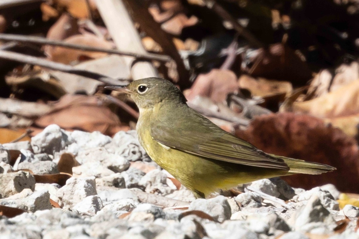 Connecticut Warbler - ML453876441