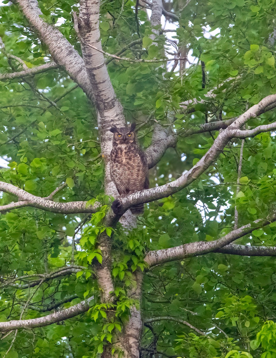 Great Horned Owl - ML453876691