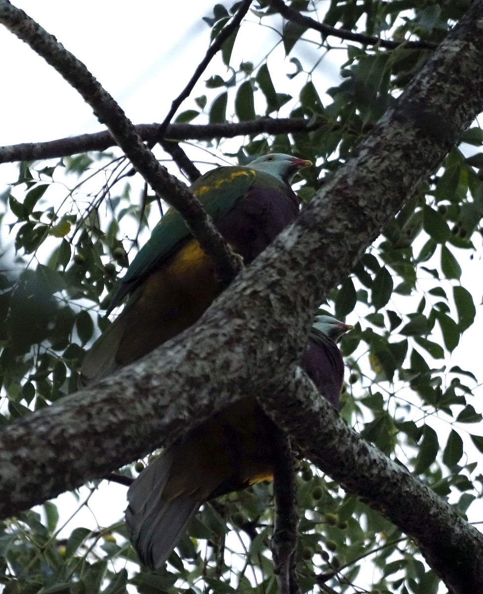 Wompoo Fruit-Dove - Steve Law