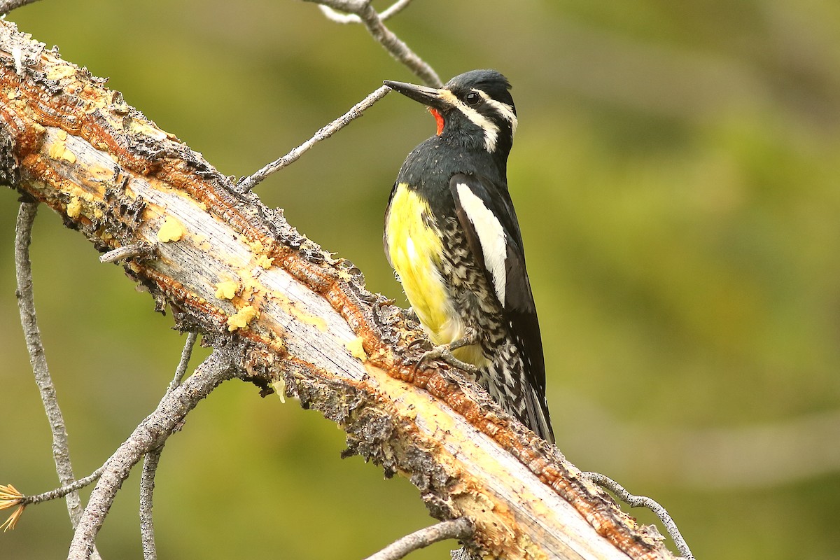 Williamson's Sapsucker - ML453878441