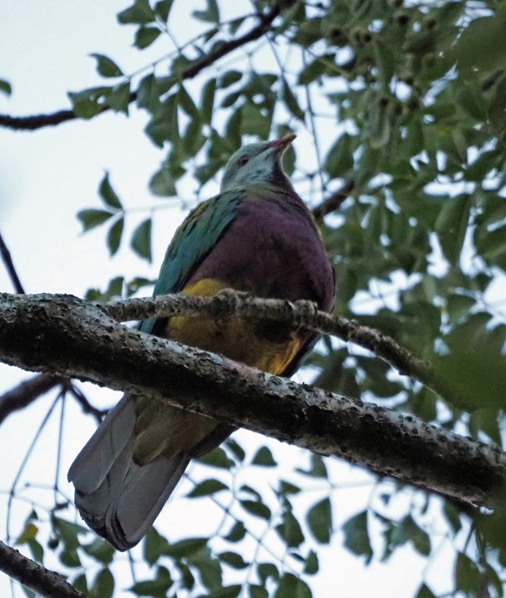 Wompoo Fruit-Dove - Steve Law