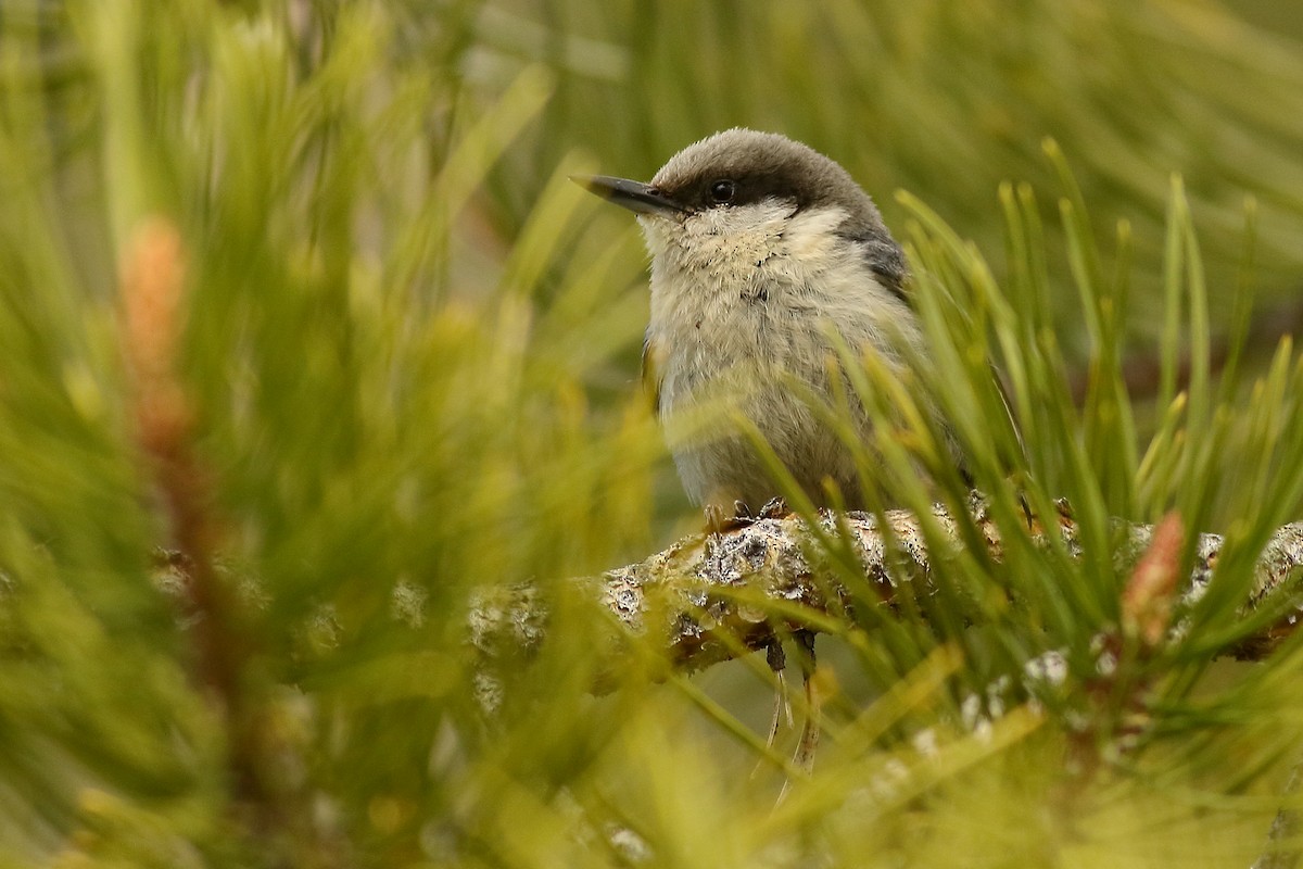 Pygmy Nuthatch - ML453878661