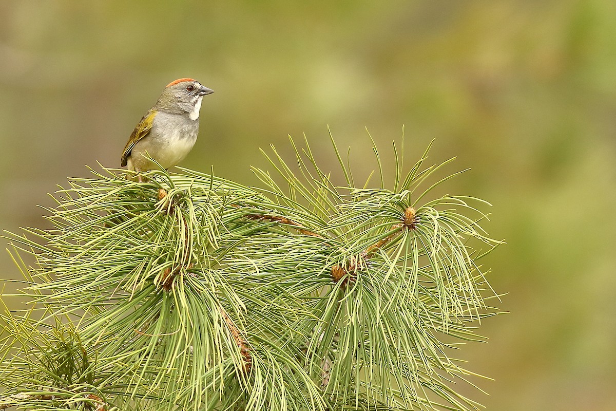Green-tailed Towhee - ML453878721