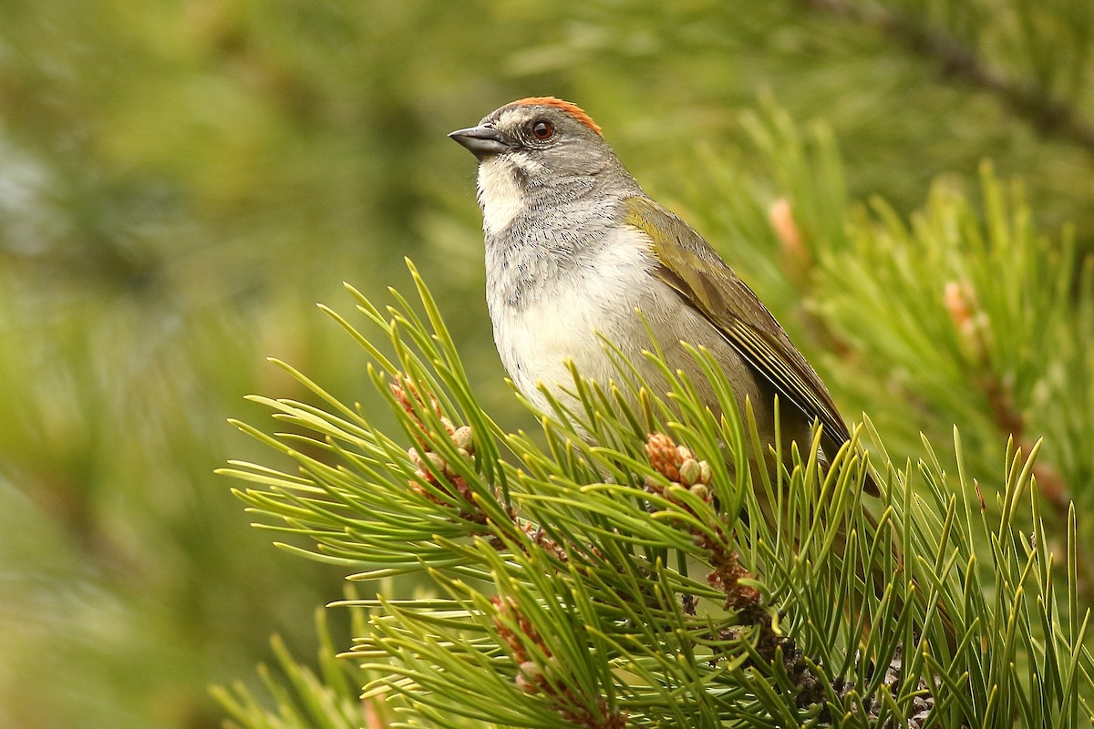 Green-tailed Towhee - ML453878751