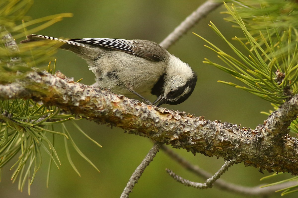 Mountain Chickadee - ML453878771