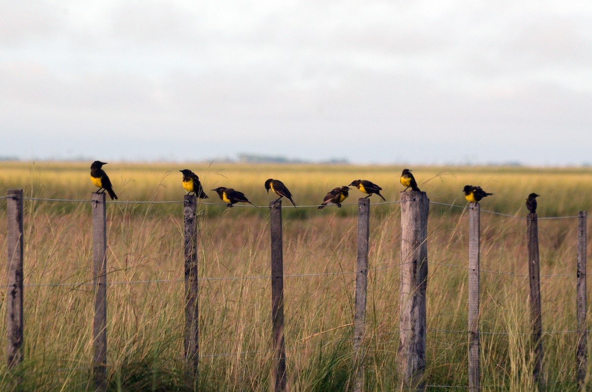 Brown-and-yellow Marshbird - David M. Bell