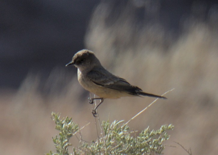 Say's Phoebe - ML453882261