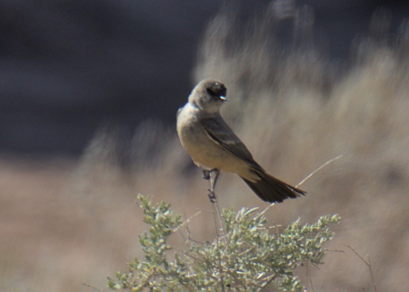 Say's Phoebe - ML453882271