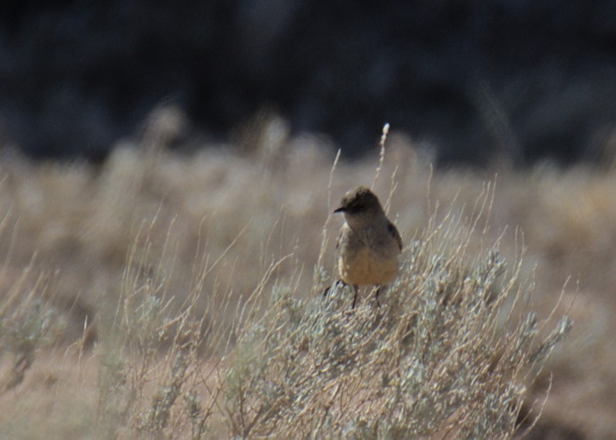 Say's Phoebe - Sam Rawlins