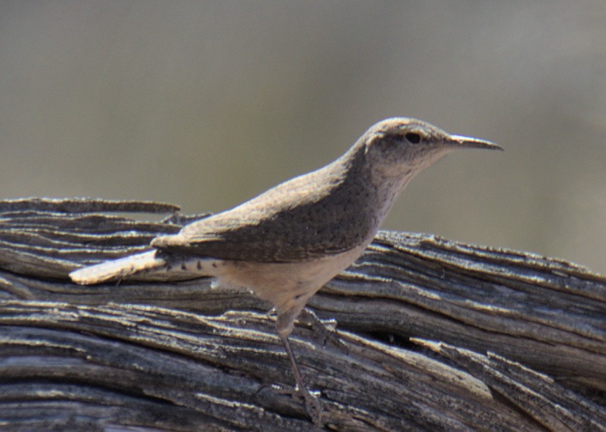 Rock Wren - ML453882401