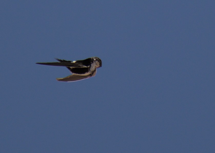 White-throated Swift - ML453882541