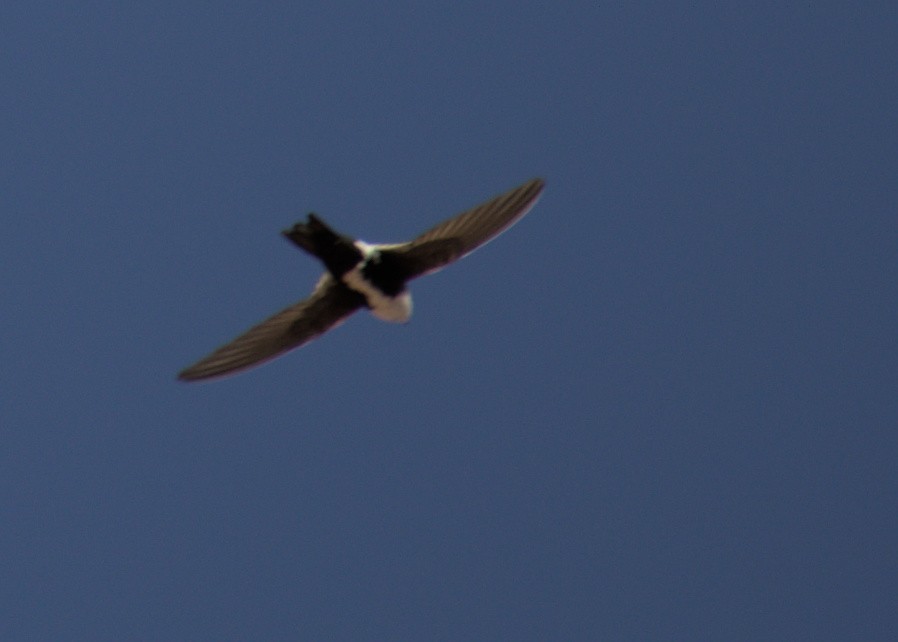 White-throated Swift - ML453882551