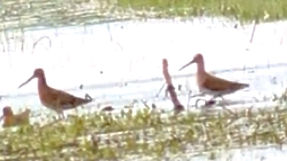 Short-billed Dowitcher - ML453883081