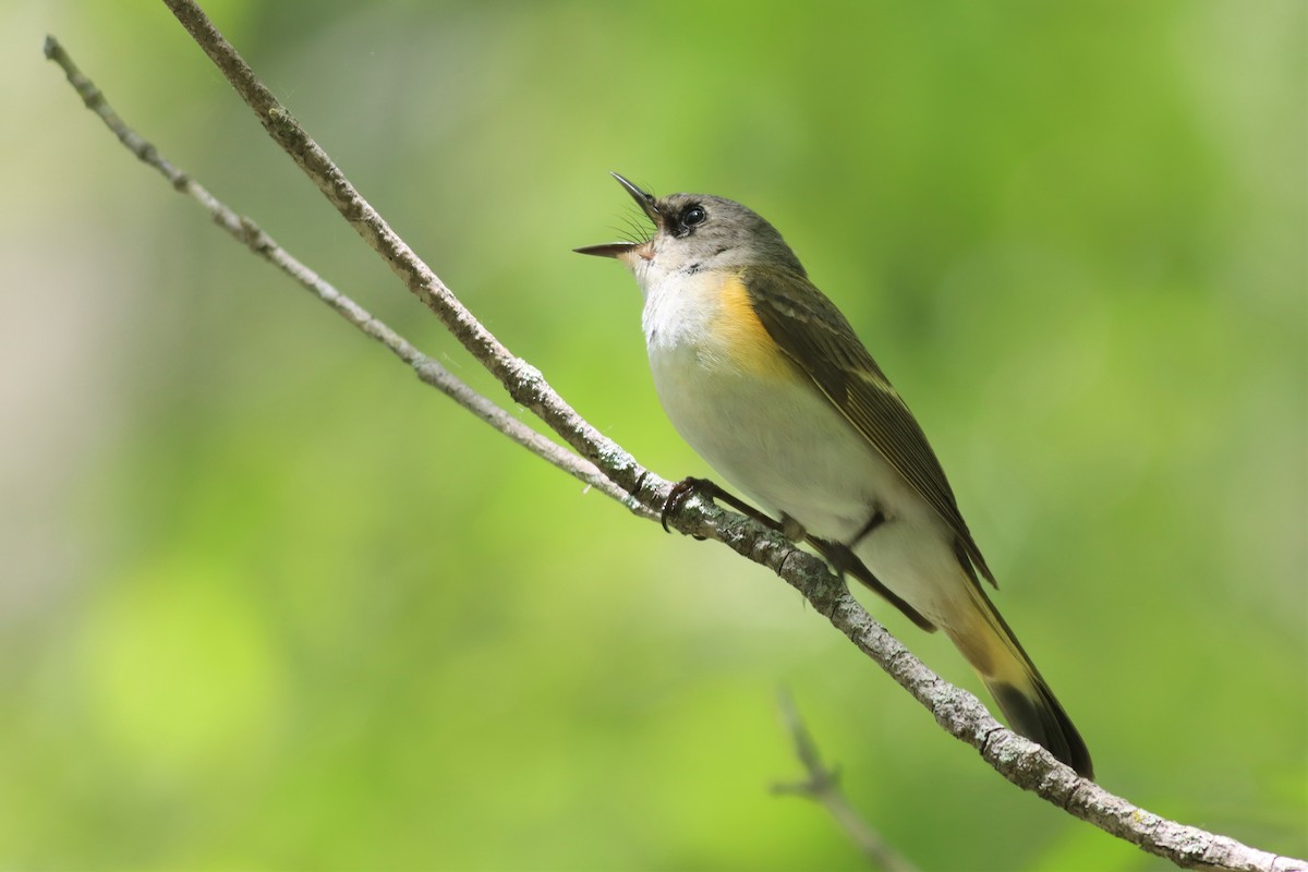 American Redstart - Margaret Viens