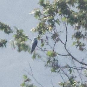 White-tailed Kite - Kris McMillan