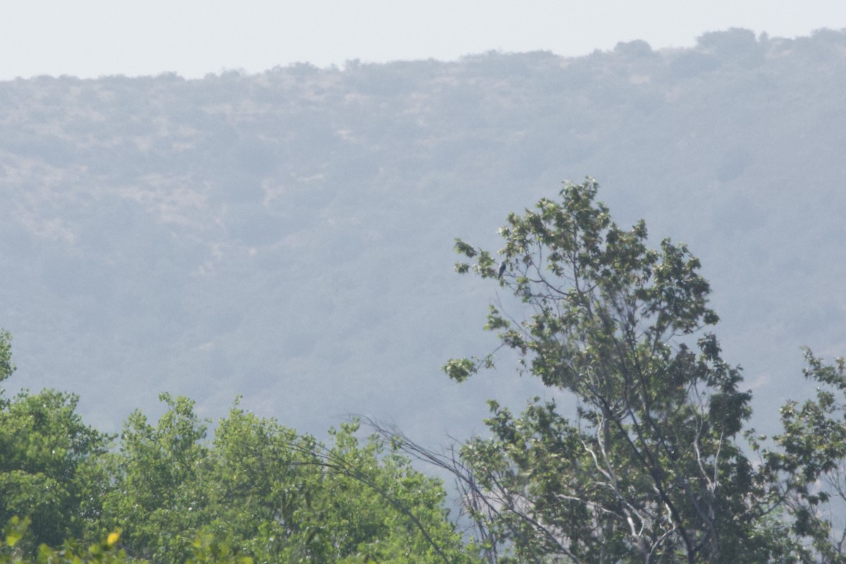 White-tailed Kite - ML453883981