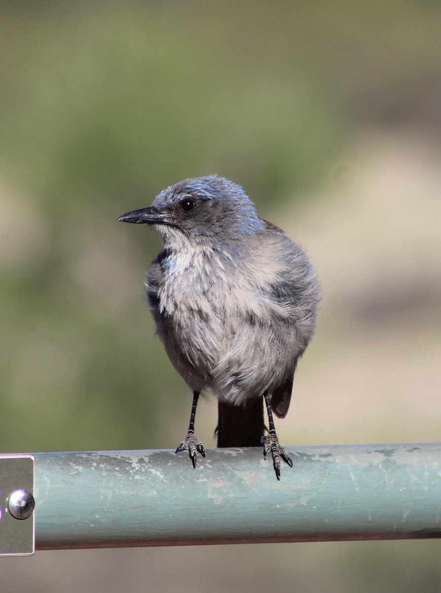 Woodhouse's Scrub-Jay - ML453884181