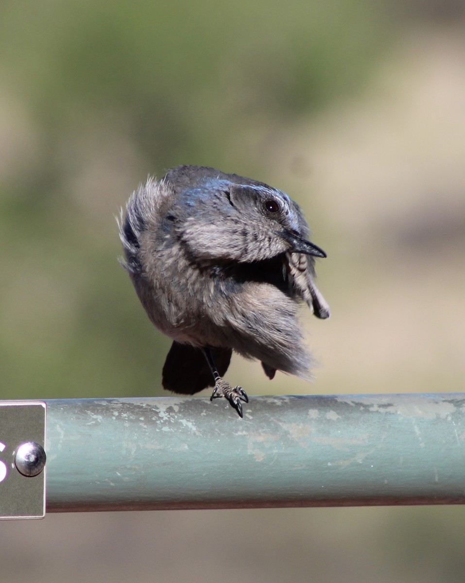 Woodhouse's Scrub-Jay - ML453884201
