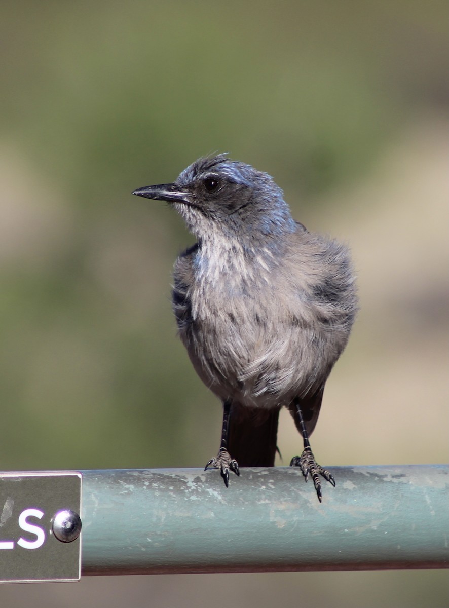 Woodhouse's Scrub-Jay - ML453884211