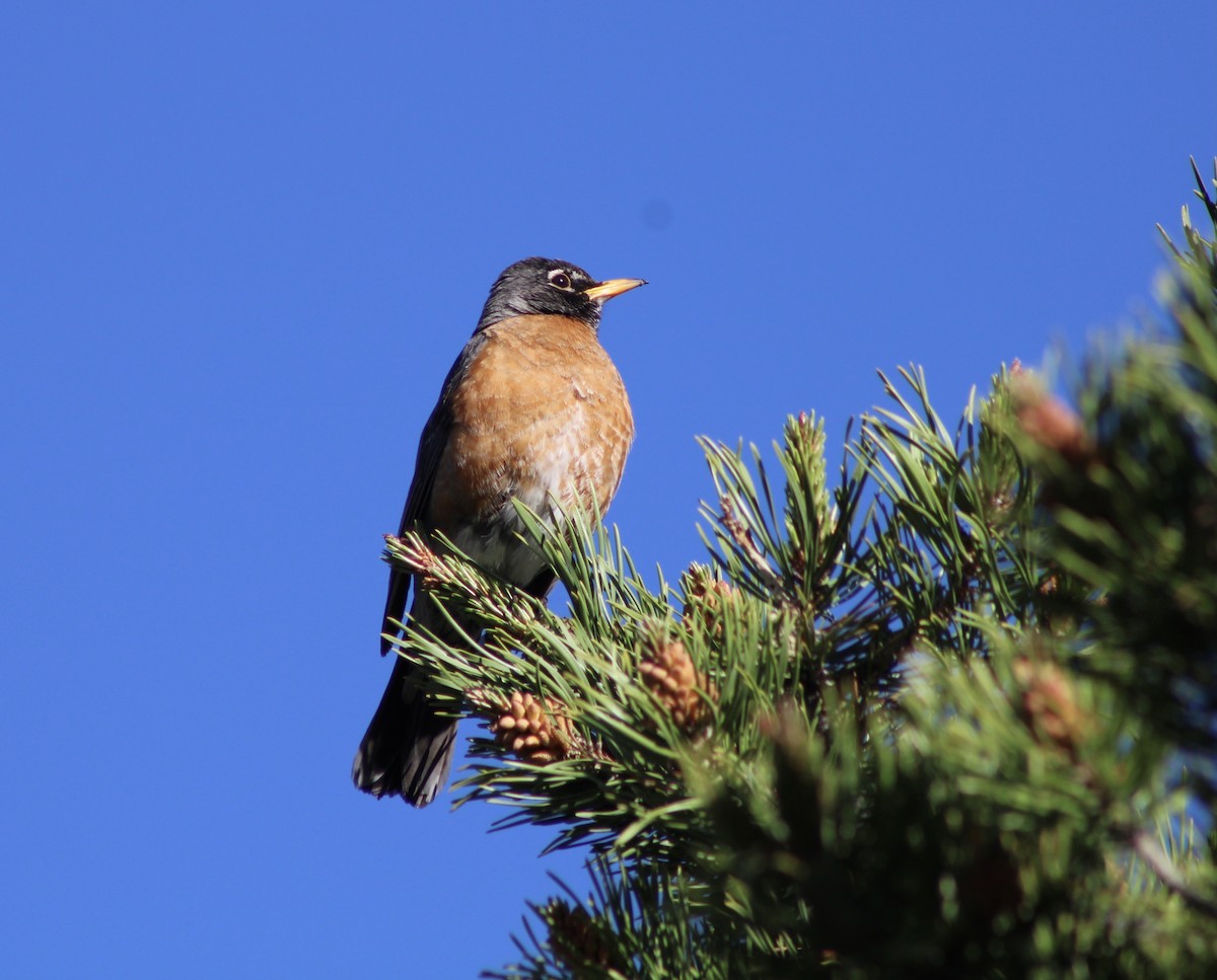 American Robin - ML453884291