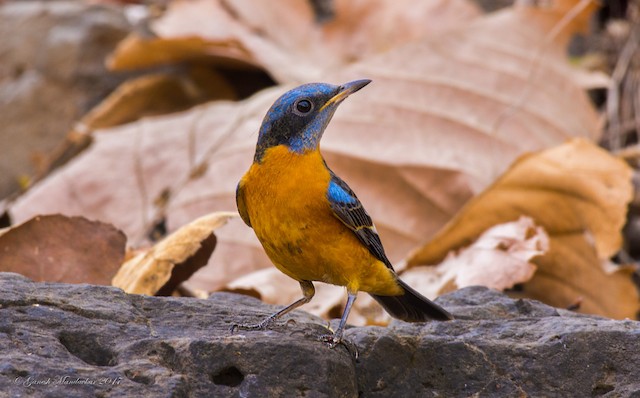 A new face for eBird: redesigned homepage - eBird India
