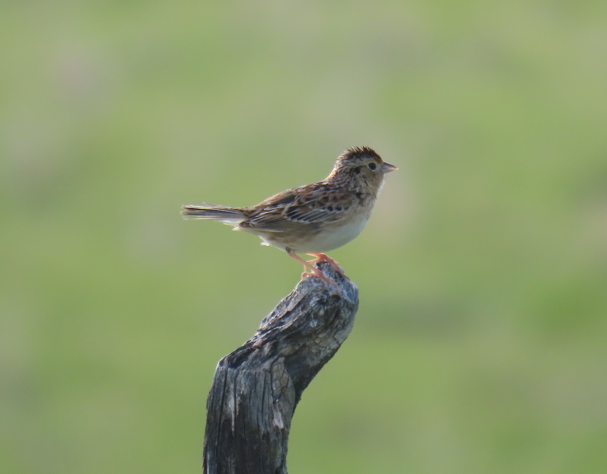 Grasshopper Sparrow - ML453884581