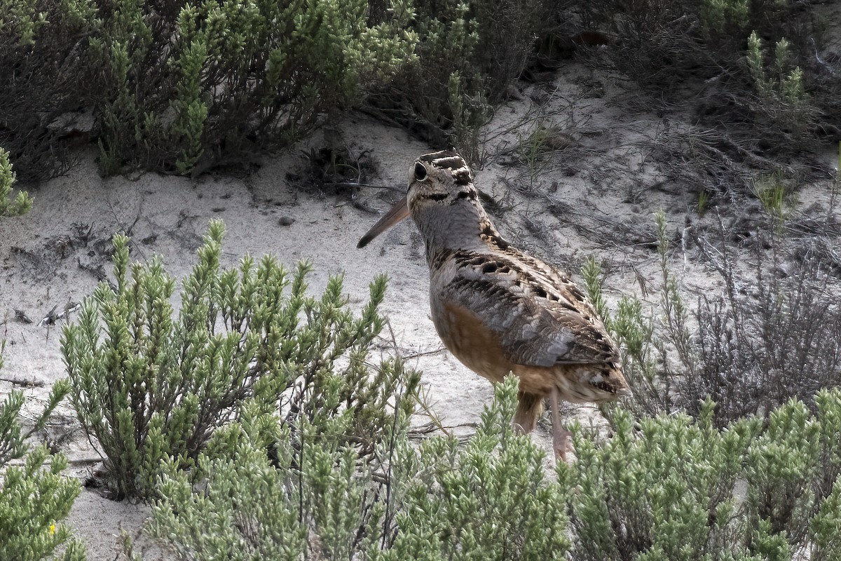 American Woodcock - ML453885171