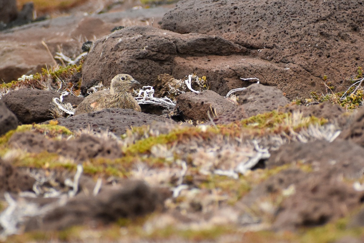 rustrypesnipe - ML453885471