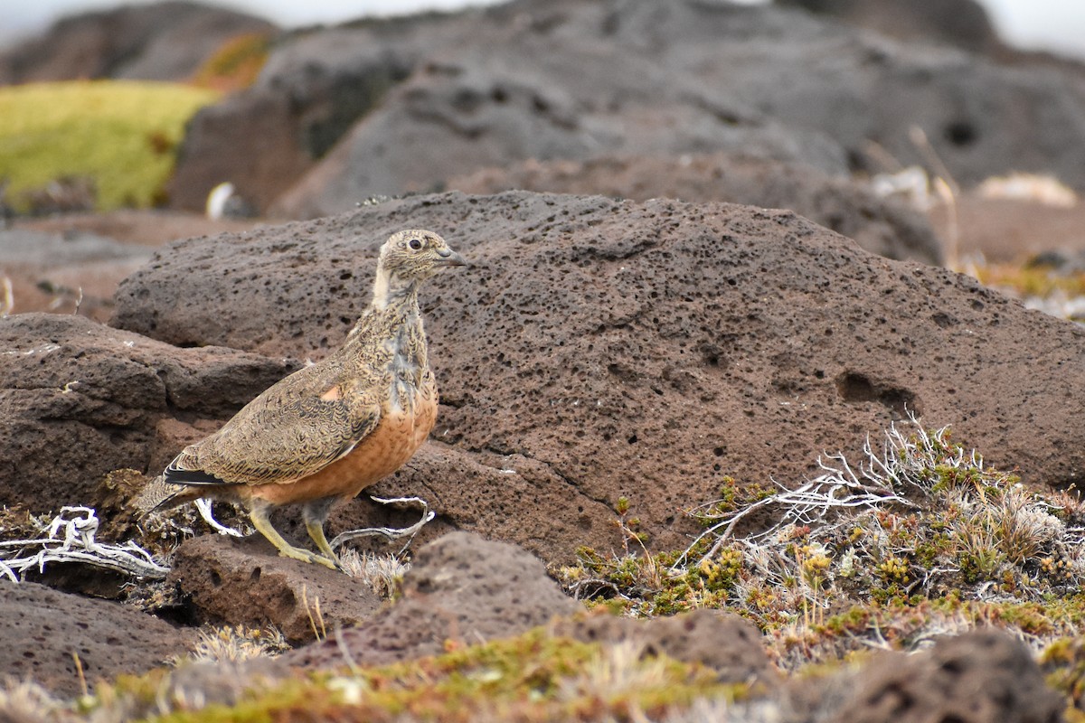 Rufous-bellied Seedsnipe - Ezequiel Racker