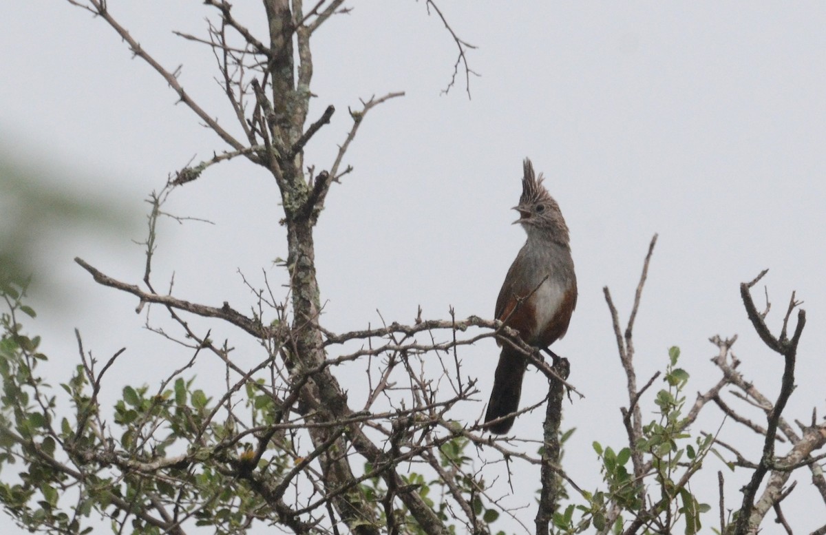 Crested Gallito - ML45388591